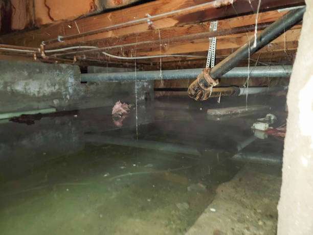 Best Water damage cleanup near me  in Mount Sterling, OH